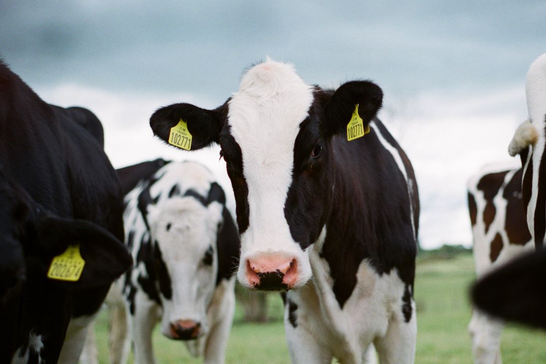 Livestock stare down camera